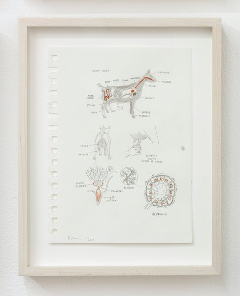 Title: [Pennants, Animals and curators] Dairy Goat  Artist: Bill Burns  Date: 2017  Format: Pencil and watercolour on paper  Size: 11 x 9 inches framed