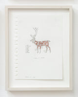 Caribou by Bill Burns, from Pennants, Animals and Curators